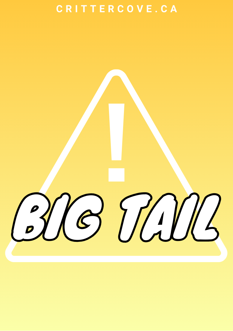 CONVENTION & ACCESSIBILITY BADGES